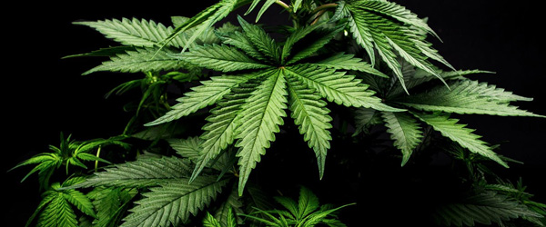 cannabis